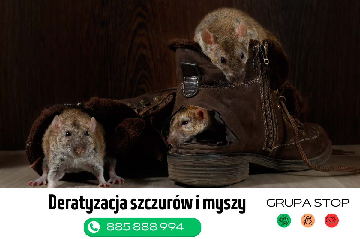 deratyzacja Grupa Stop